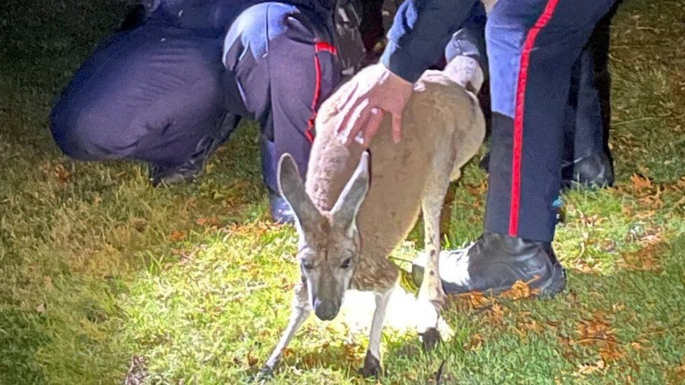 Photo of the kangaroo after it was captured by officers