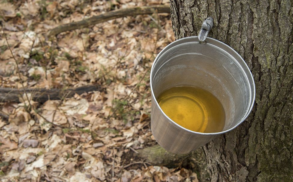 Golden Tongue Helps Ensure Maple Syrup Quality Bbc News