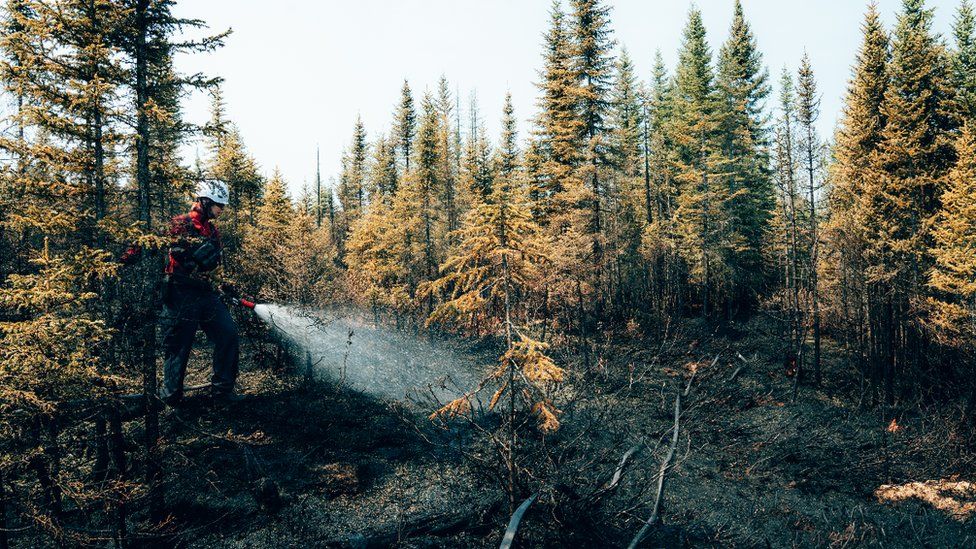 Фотография пожарного из Квебека, поливающего лес из шланга