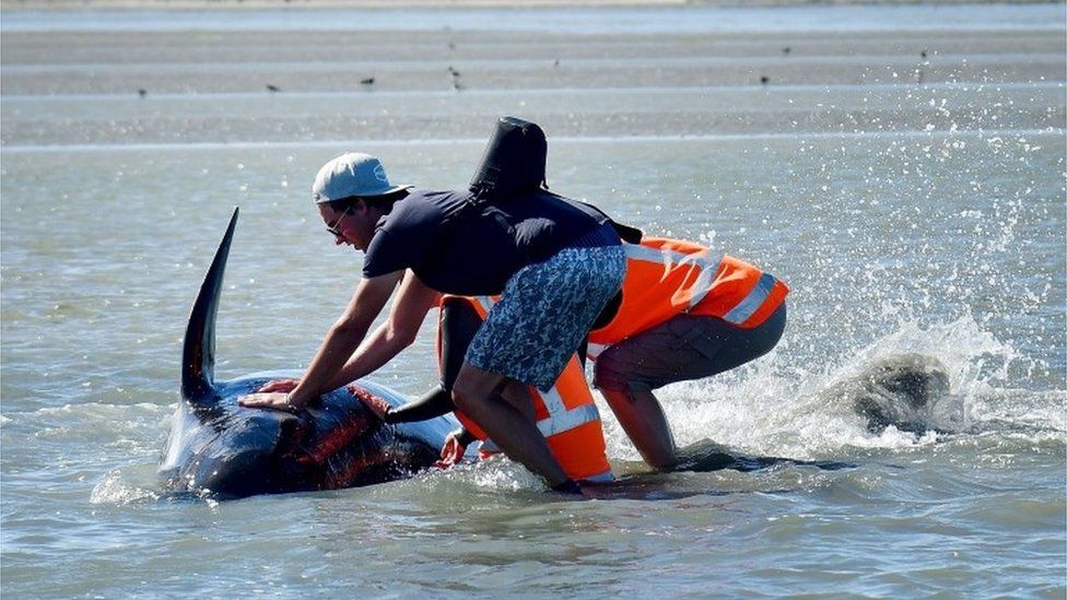 New Zealand whales: Authorities to move 300 carcasses - BBC News