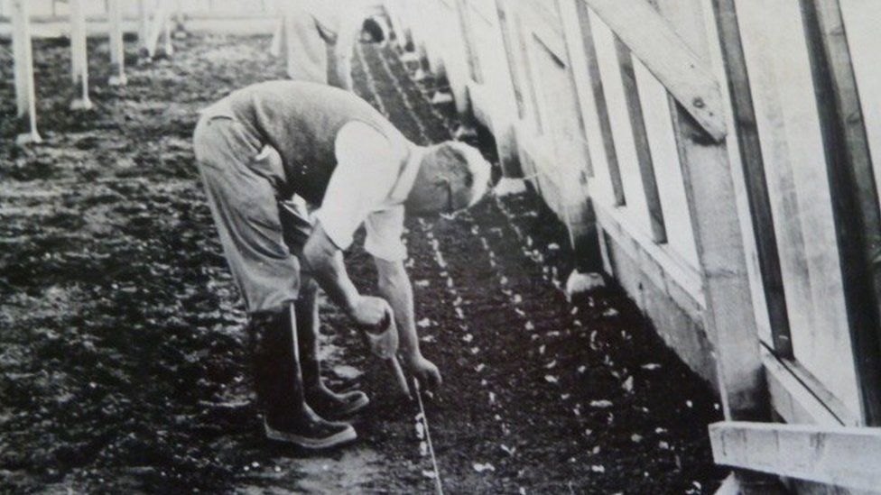 Planting lettuce in the 1950s