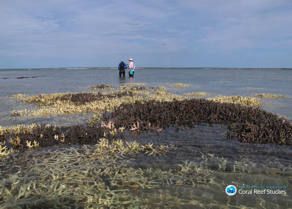 Researchers survey bleached corals in shallow water in the Kimberley region, Western Australia