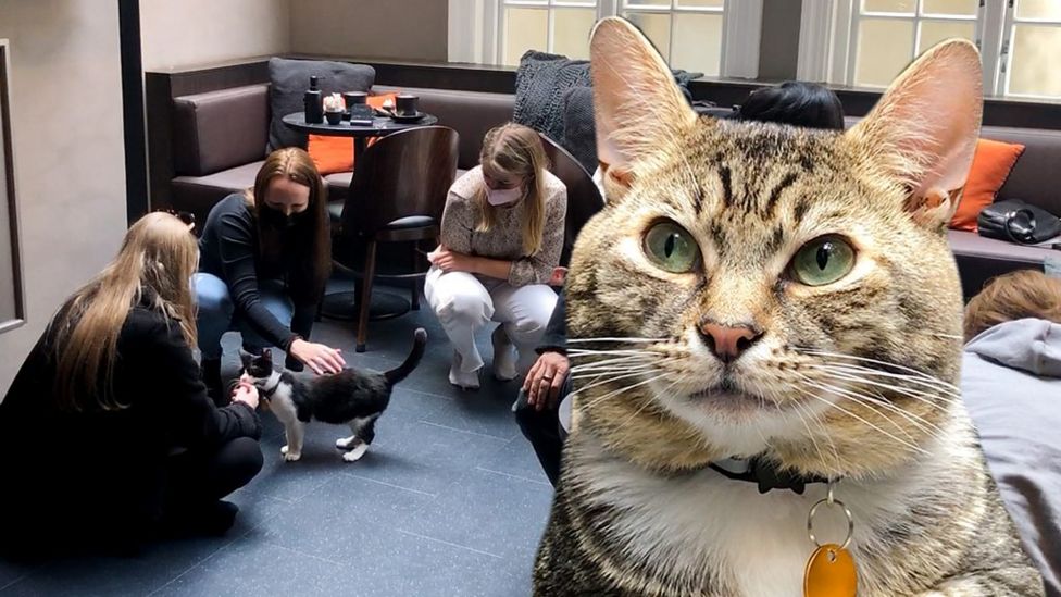 Norwich Plans for a cat café submitted to council BBC News
