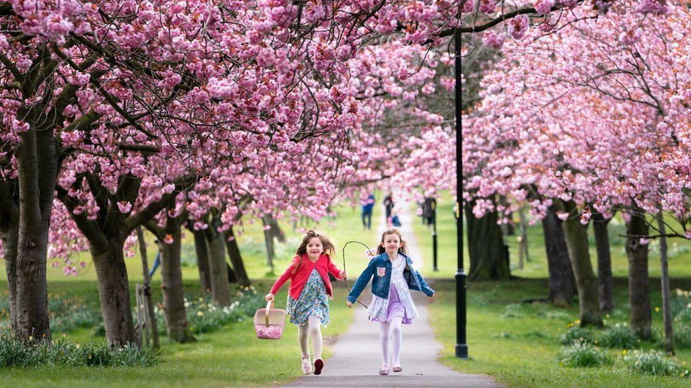 Children enjoying cherry blossom in Harrogate on 1 May