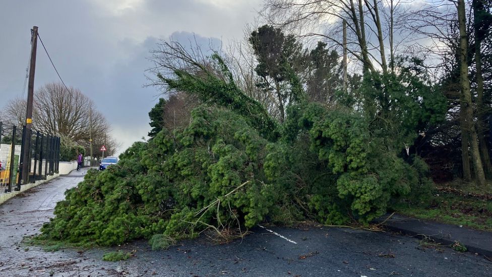 Fallen tree