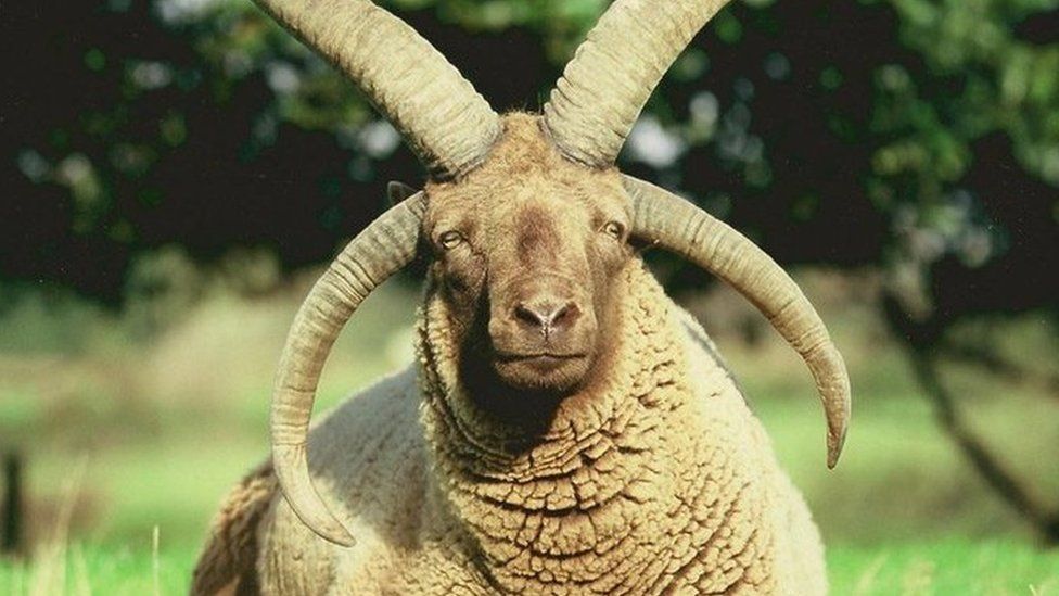 Manx Loaghtan sheep