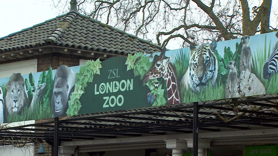 Boy, four, left at London Zoo on nursery school trip BBC News