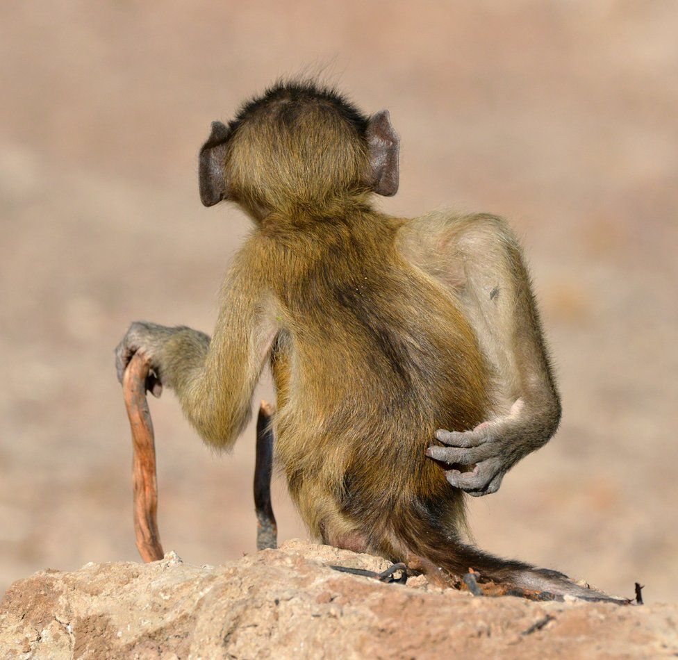 A monkey scratching its bottom