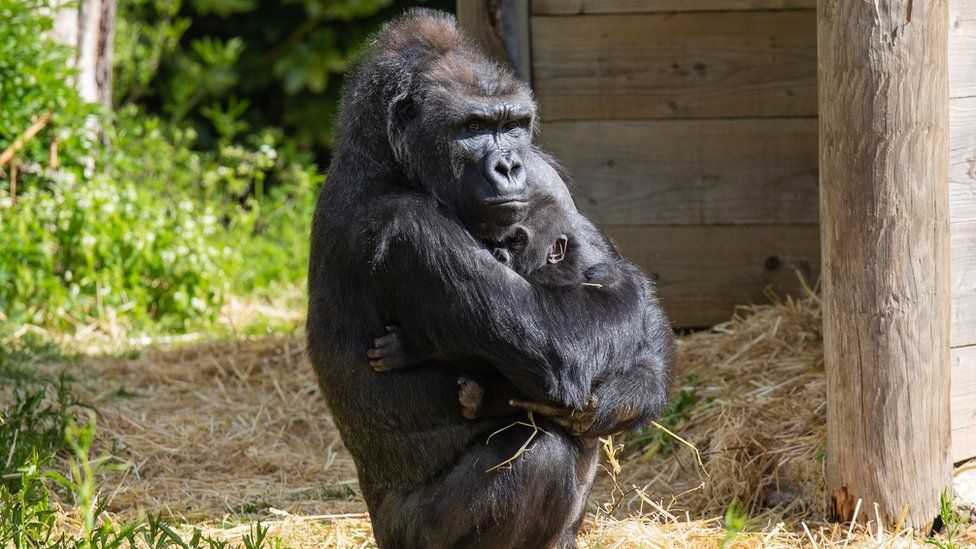 Infant gorilla Hasani with surrogate mum Kera at Bristol Zoo Gardens