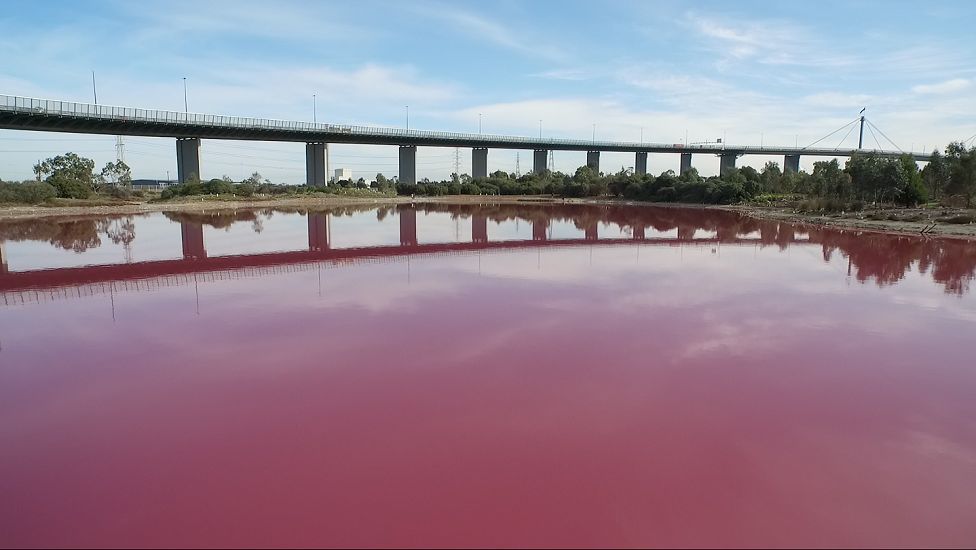 A salt lake in Melbourne which has temporarily turned pink