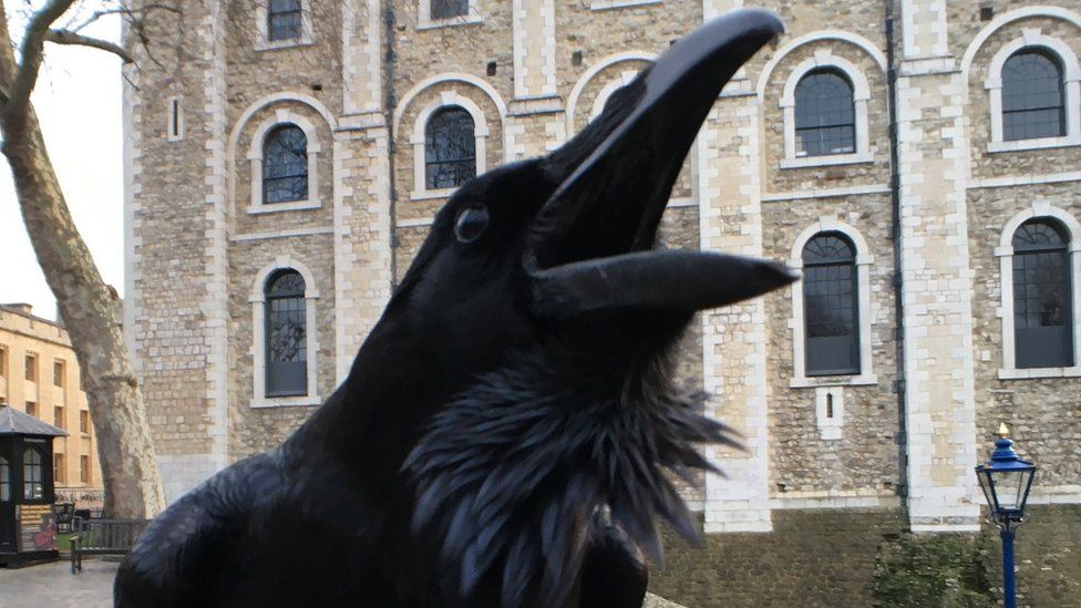 Raven at Tower of London