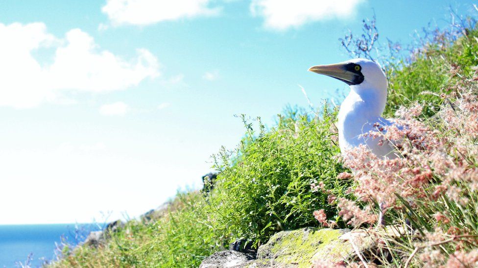 Masked booby peeks out of vegetation