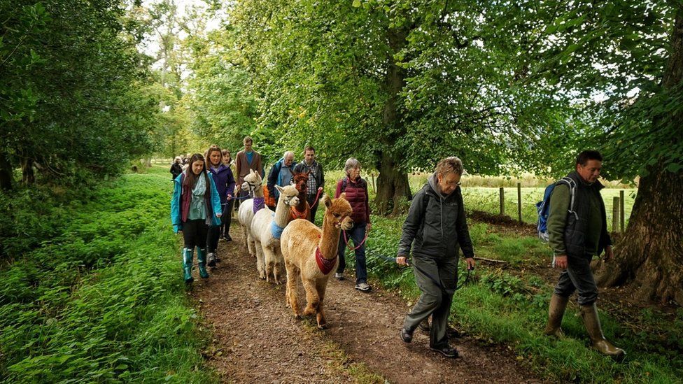 Had a fantastic morning on Sunday joining the Alpacas from Velvet Hall Alpacas at Traquair House, taking part in the Countryfile ramble in aid of Children in Need.