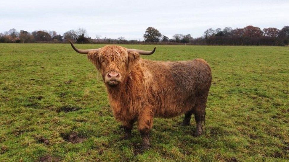 Cow on Mr Gardiner's farm