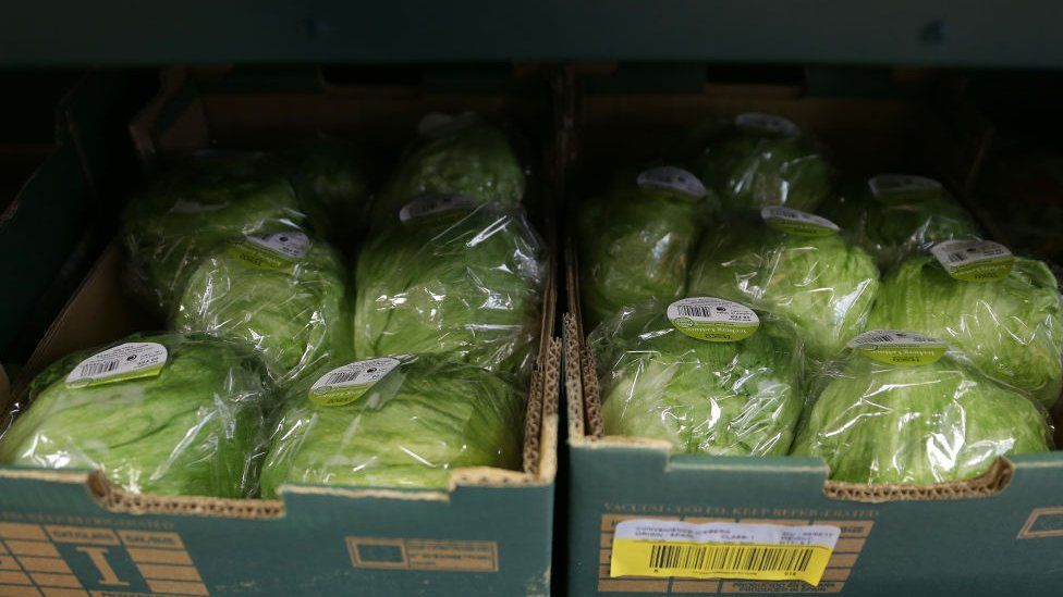 Lettuces in a supermarket