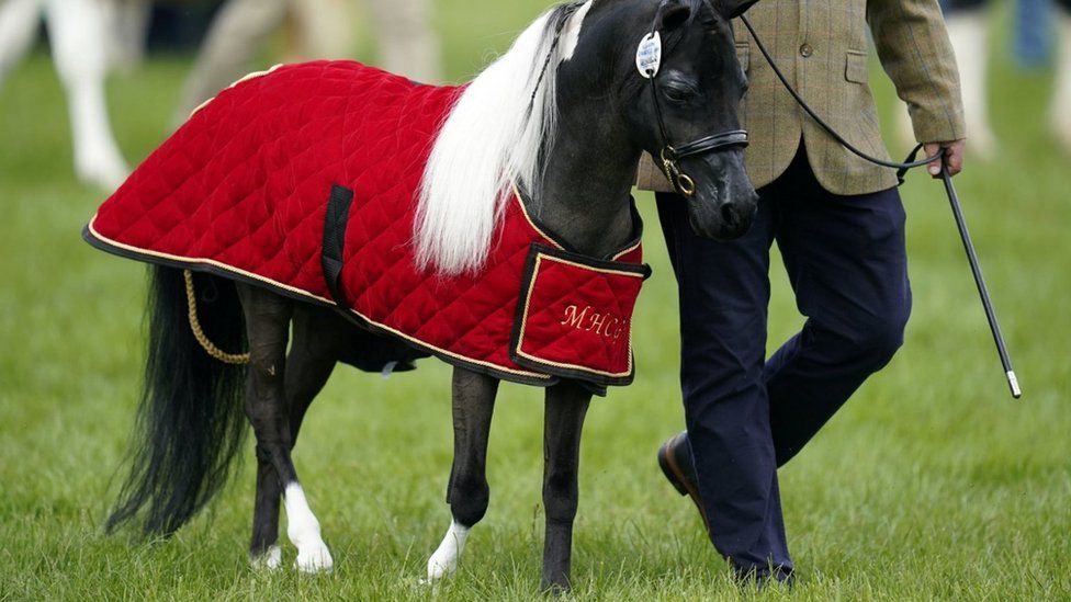 In pictures Royal Windsor Horse Show marks 80th year BBC News