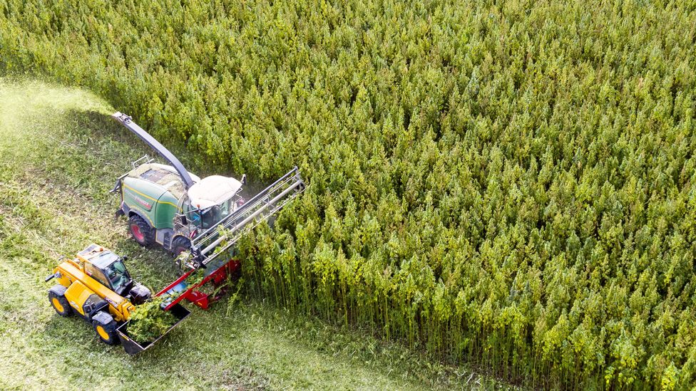 Farmers harvest a cannabis crop in Germany