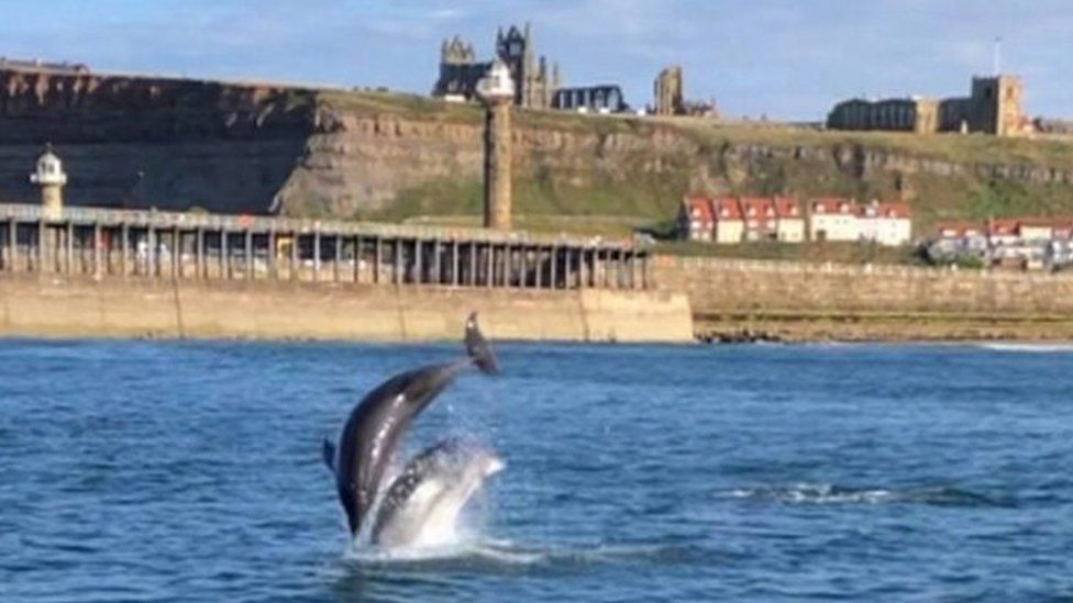 A pod of dolphins was spotted off the coast of Whitby