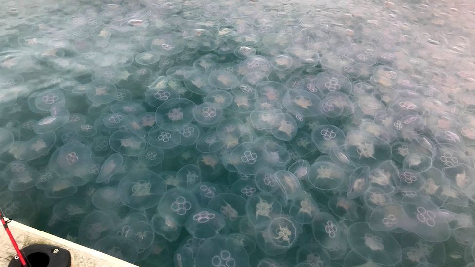 Thousands of jellyfish on the surface of the sea