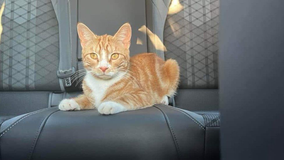 How to Travel With A Cat In The Car — Catexplorer