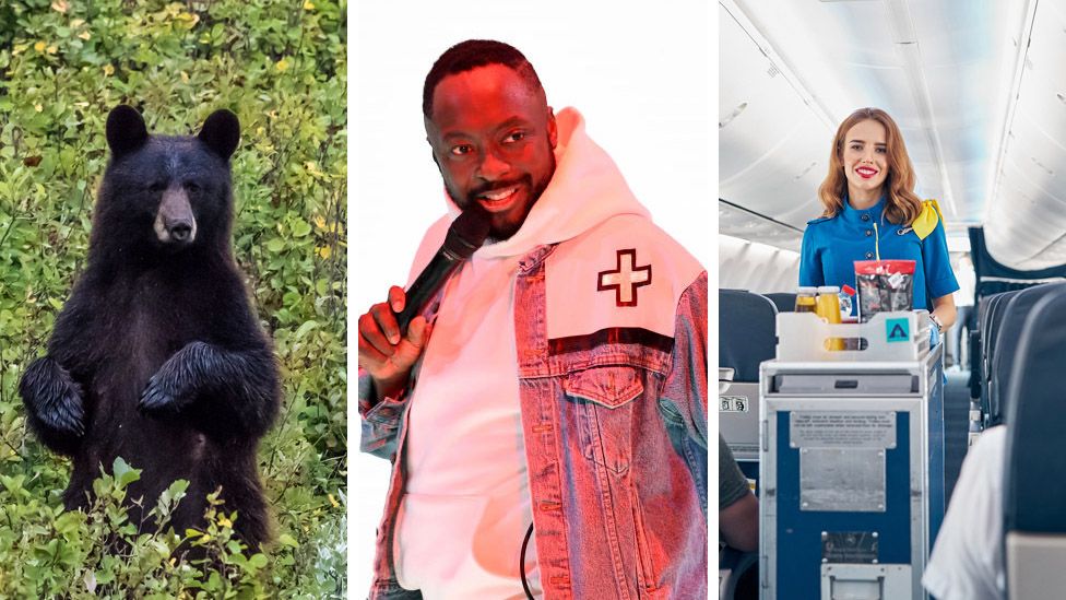 A bear, Will.i.am and cabin crew on a plane
