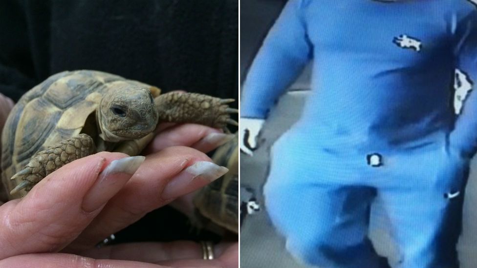 Baby tortoise and CCTV of suspected thief