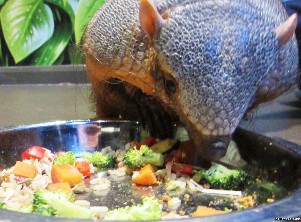 Gretel the armadillo is going on new year diet to lose weight at Sussex