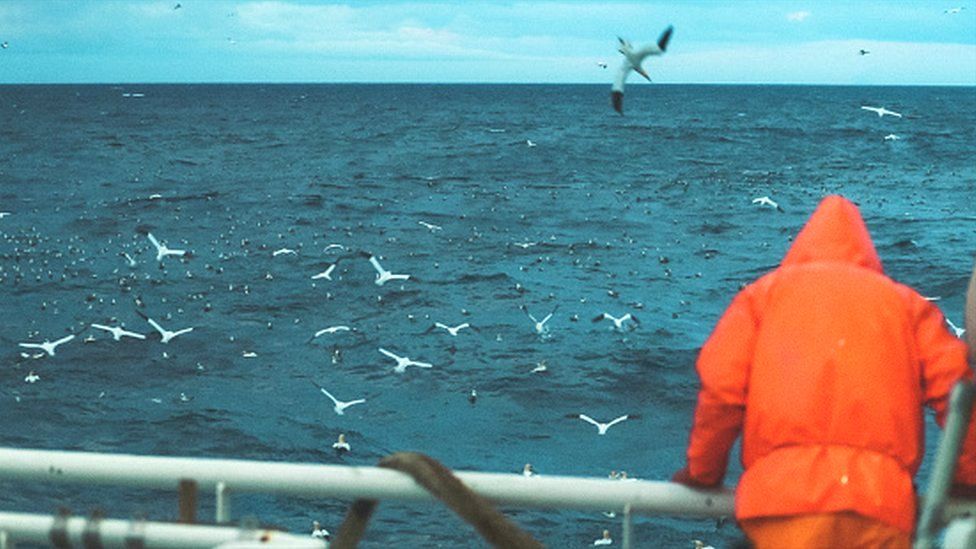 Gulls chasing a trawler