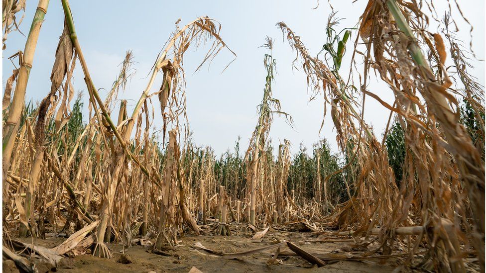 Засохшие посевы риса в провинции Хэйлунцзян, Китай (август 2023 г.)