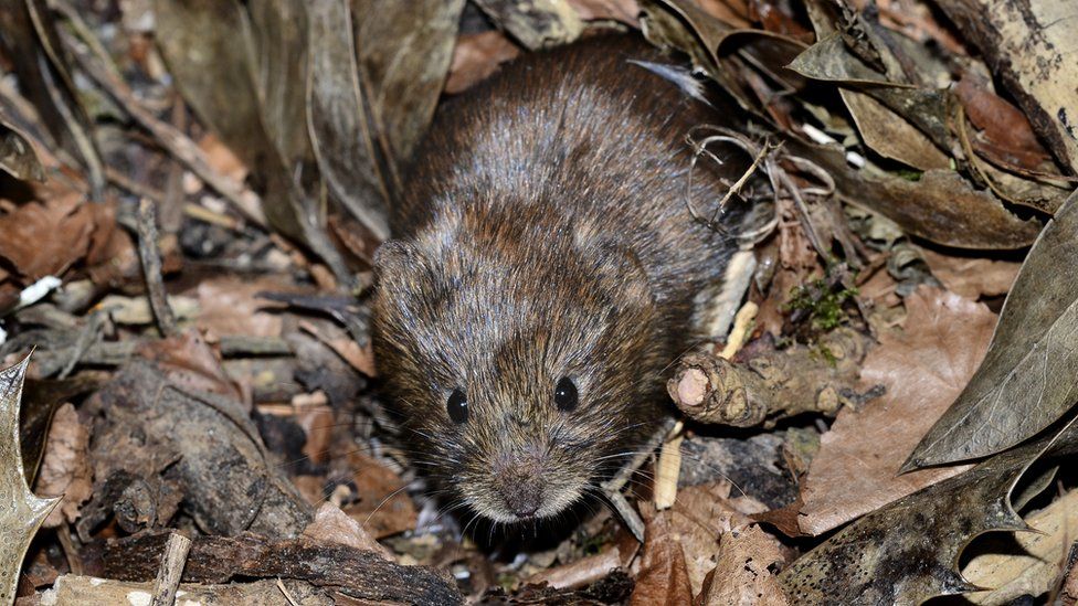 A small brown vole on some dead leaves