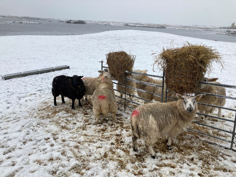 Sheep in snowy South Uist
