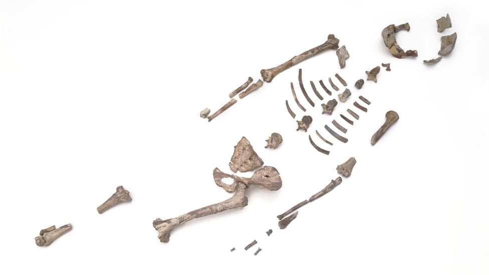 Lucy fossil bones