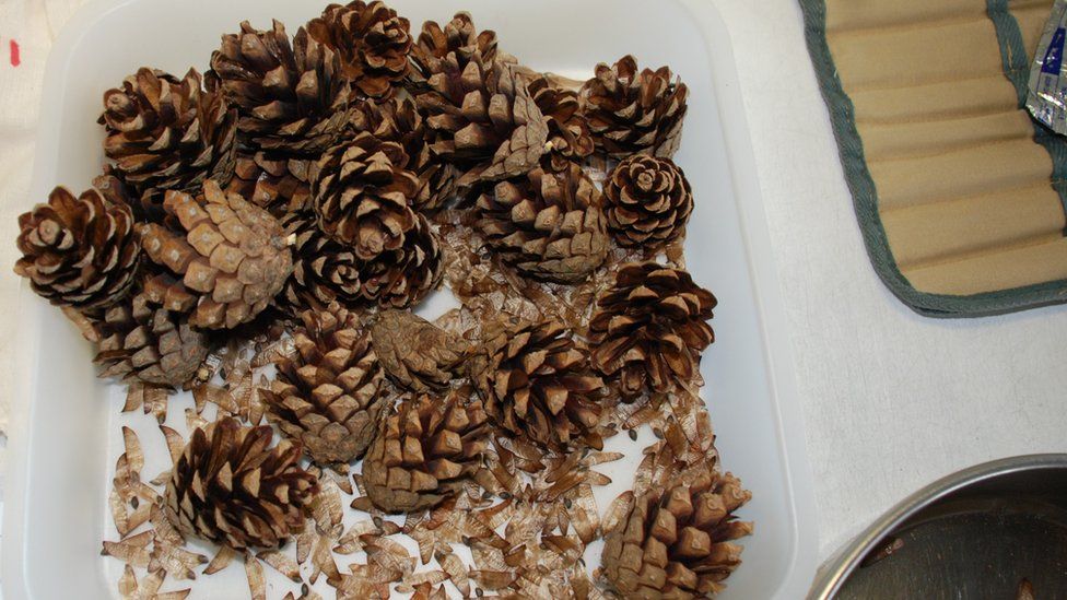 Pine cones