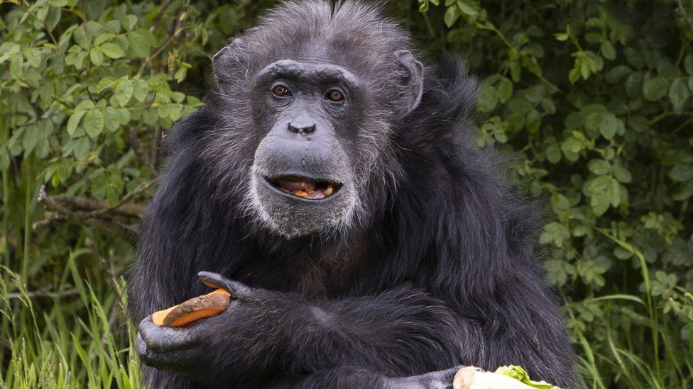 Koko eating fruit