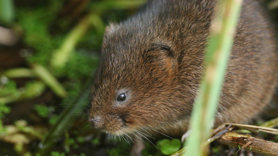 A water vole on a river bank