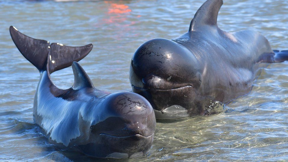 A pilot whale mother and calf lie in shallow waters during a mass stranding