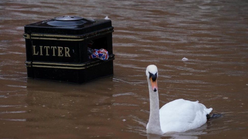 A swan passes a litter bin after the River Severn burst its banks in Worcester