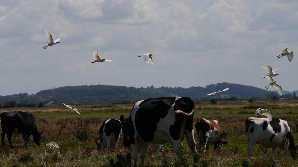 cattle grazing with egrets flying above