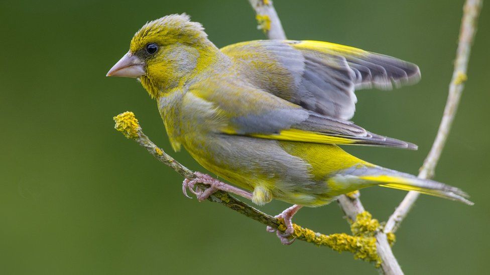 Adult greenfinch sits on a branch in Norfolk shaking its feathers