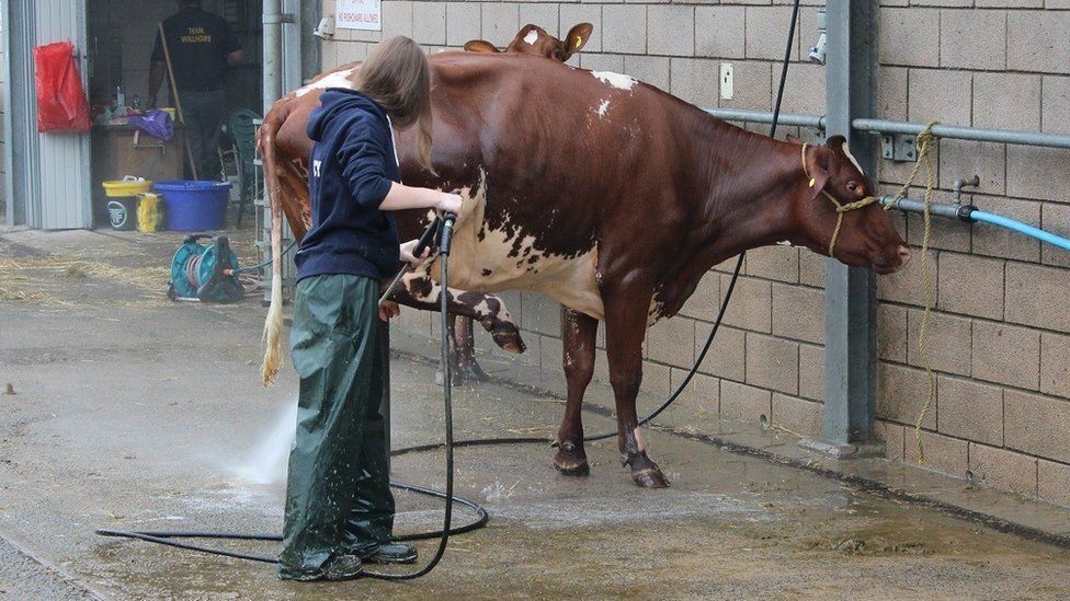 Buwch yn cael ei golchi gyda chawod // A cow gets a shower