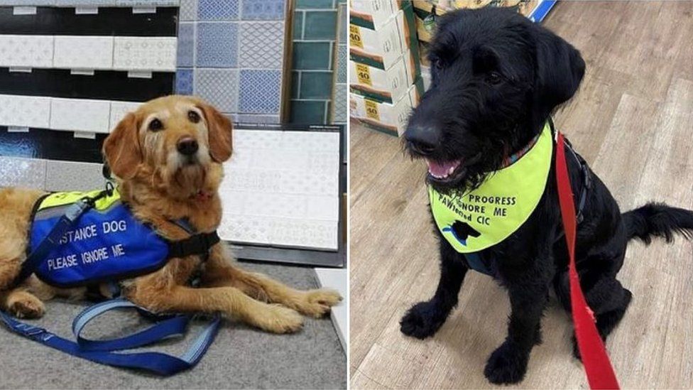 Shanti and Hamish wearing the vests from PAWtected which was involved in their training