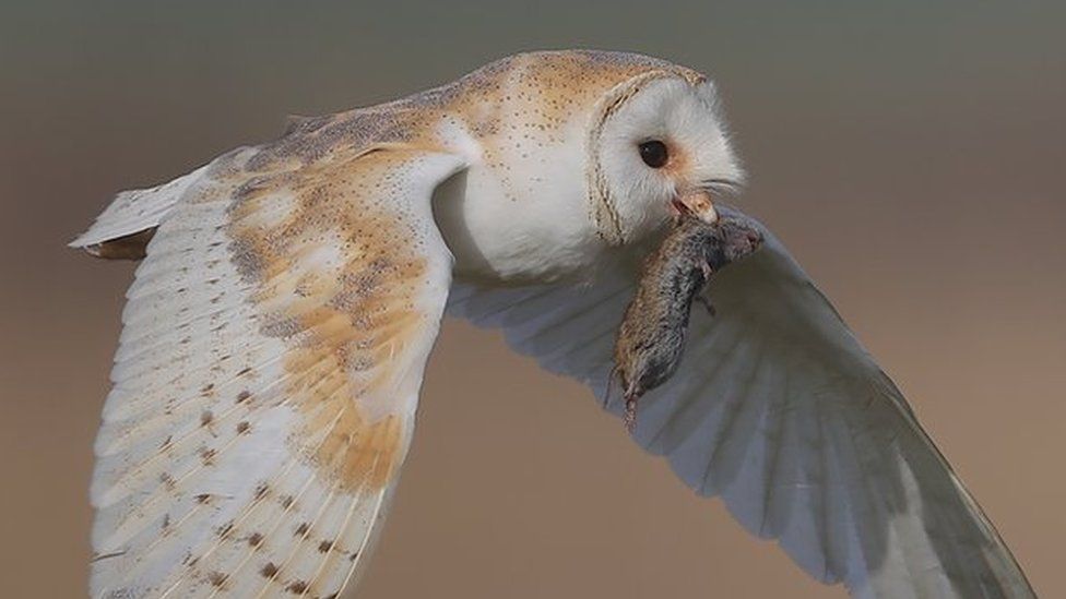 Barn Owl with Prey by Neil Schofield