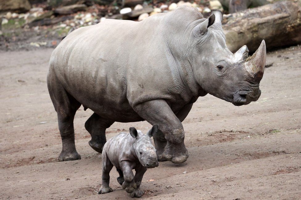 A newborn white rhino named Willi walks next to its mother Shakina in the zoo in Dortmund, Germany