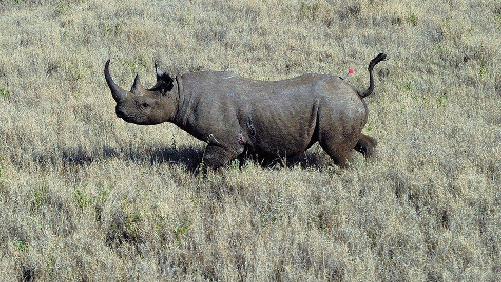 Rhino Horn Alarm As China Eases 25 Year Ban On Rhino And Tiger Parts Bbc News