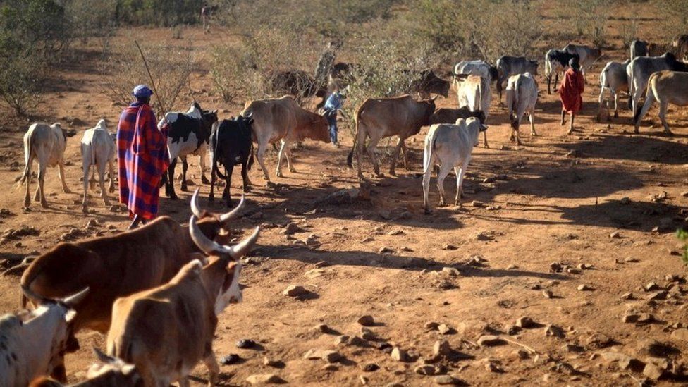 Samburu pastoralists are allowed access on January 24, 2017 to dwindling pasture on the plains of the Loisaba wildlife conservancy