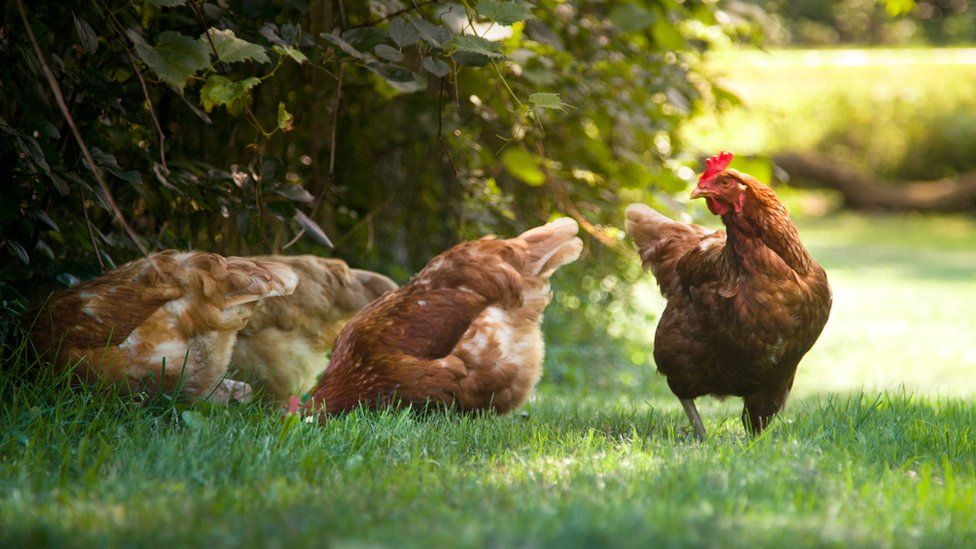 Stock image of chickens
