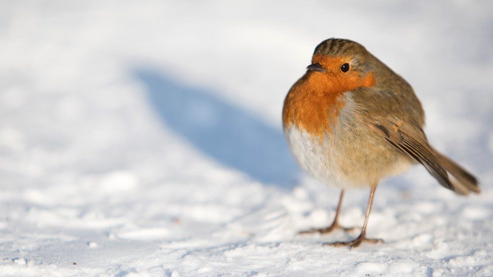 Robin standing in snow