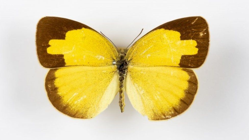Common Grass Yellow butterfly