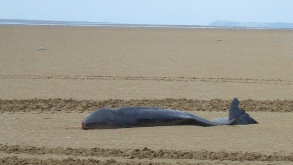 The 2.5m long adult male was found on Pendine Sands