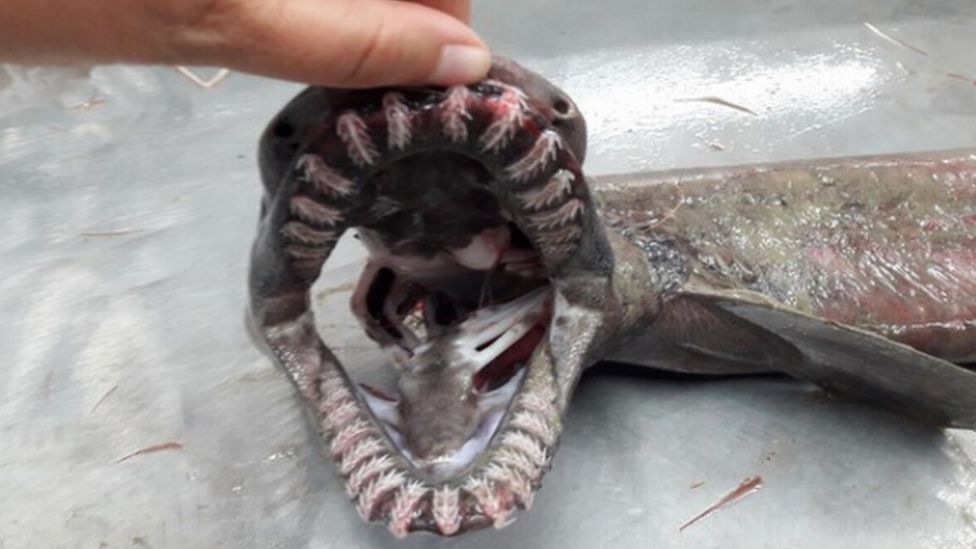 Frilled shark caught off Portuguese coast